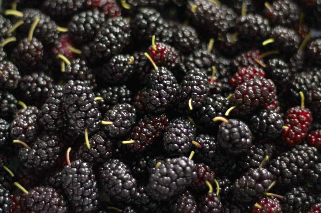 More information about "Mutation Mulberry Ripple"