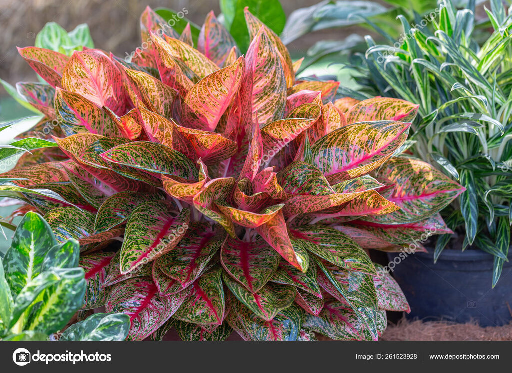 More information about "Aglaonema"